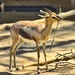 African Baby Deer by joysfocus