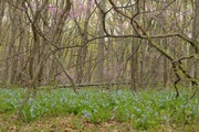 1st May 2015 - bluebells (Virginia kind) in the woods