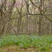 bluebells (Virginia kind) in the woods by francoise