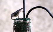1st May 2015 - Nuthatch Ballet 
