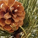 Pine cone closeup by dmdfday