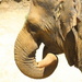 Elephant by kerristephens