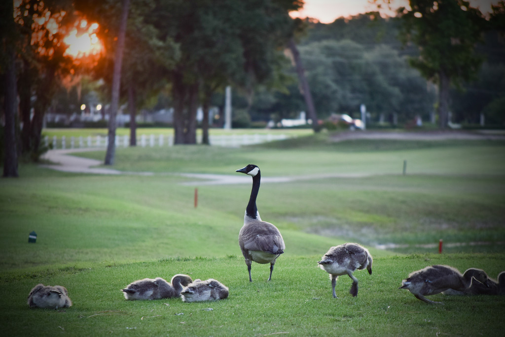 Momma Goose and Kids by rickster549