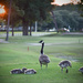 Momma Goose and Kids by rickster549