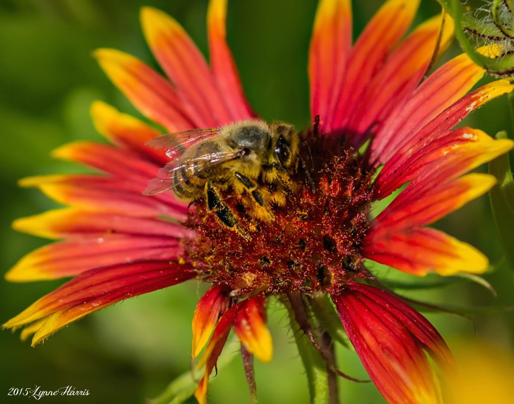 Hello Bee! by lynne5477