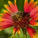 Hello Bee! by lynne5477