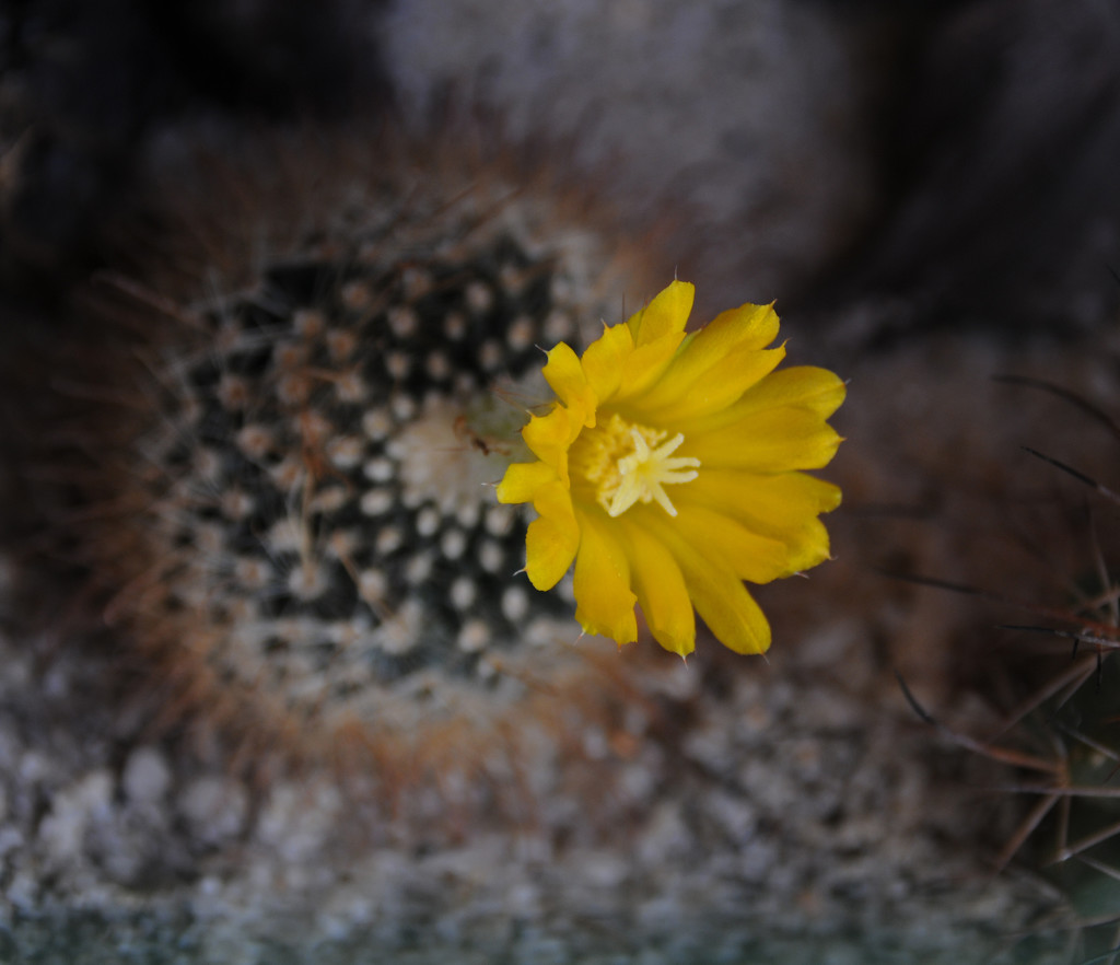 My flowering cacti by ianjb21