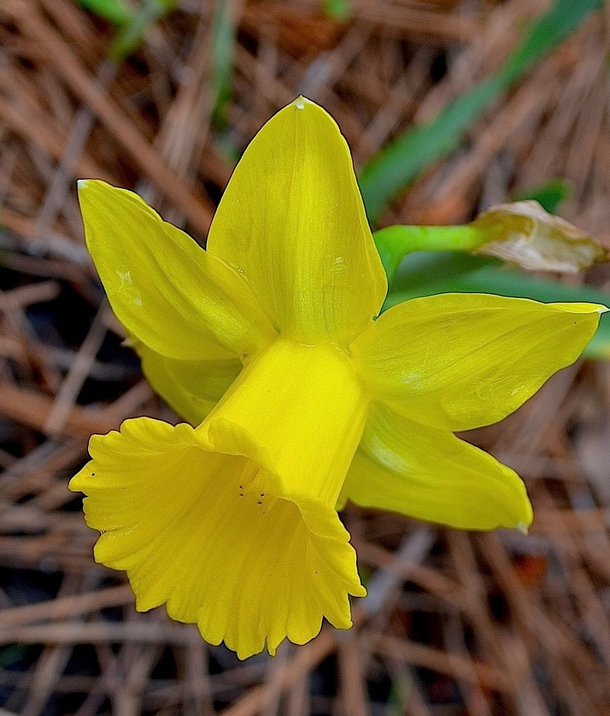 Last of the daffodils, Spring 2015 by congaree