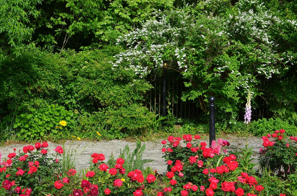 Magnolia Gardens, Charleston, SC by congaree