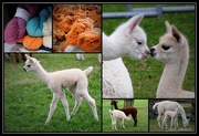 3rd May 2015 - National Alpaca Day...