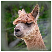 3rd May 2015 - Alpaca ... With style..