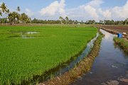 10th Apr 2015 - Young rice in paddy