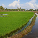 Young rice in paddy by ianjb21