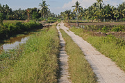 30th Apr 2015 - Track through coconut palms and rice paddy