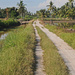 Track through coconut palms and rice paddy by ianjb21