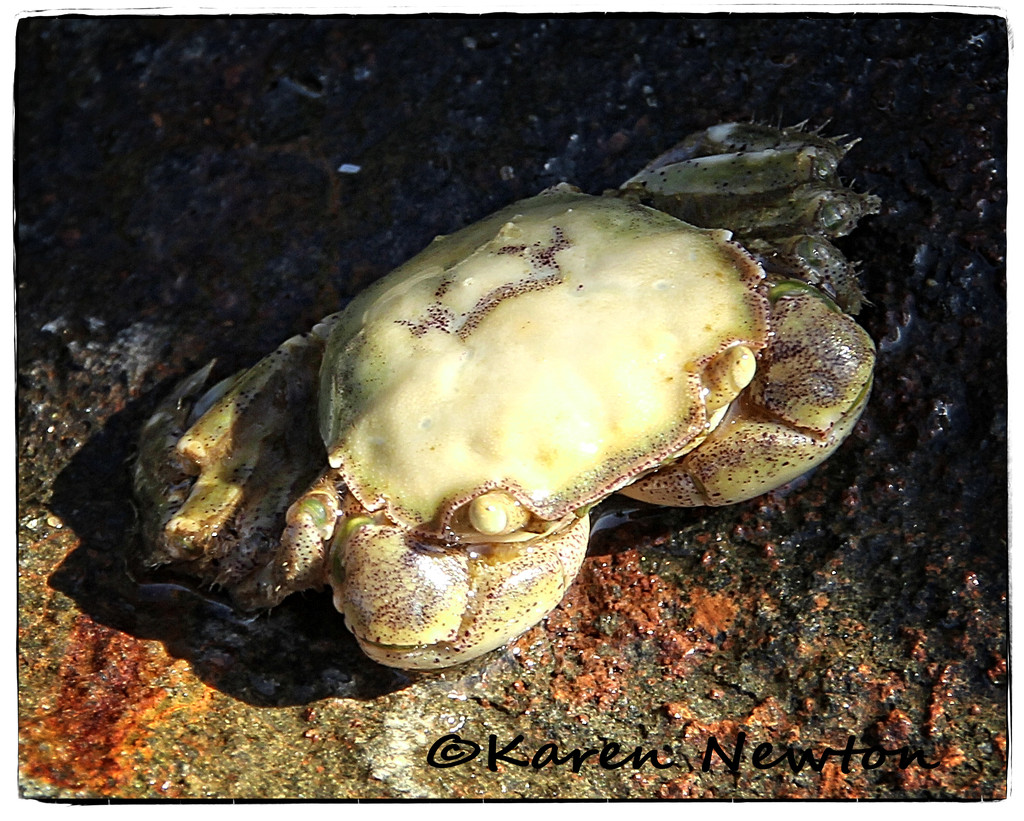 Crab by rustymonkey
