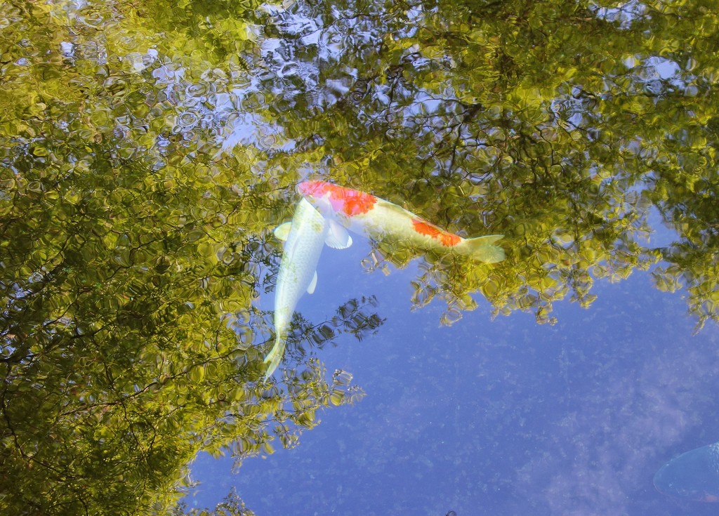 two Koi swimming in the trees.  by cocobella
