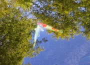 3rd May 2015 - two Koi swimming in the trees. 