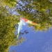 two Koi swimming in the trees.  by cocobella