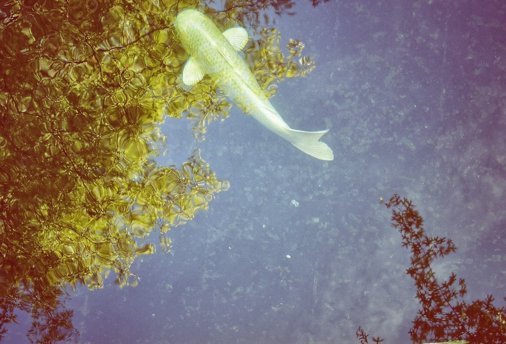 White Koi swimming in the trees.  by cocobella