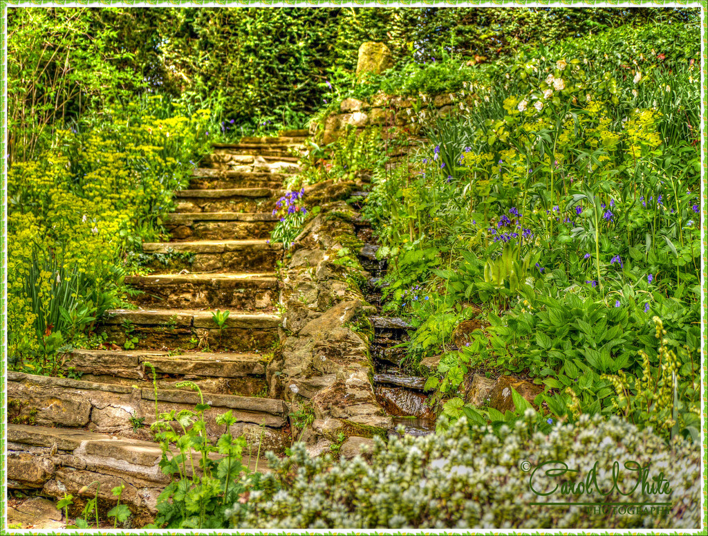 Old Stone Steps by carolmw