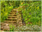 3rd May 2015 - Old Stone Steps