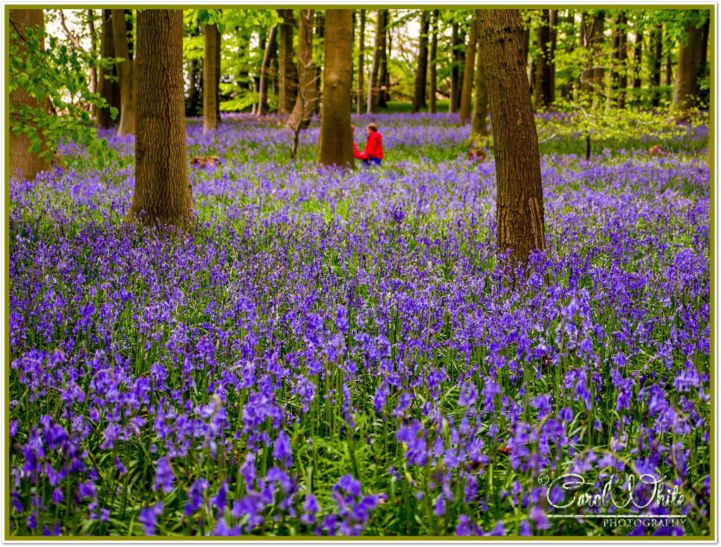 Walking Through The Bluebells by carolmw