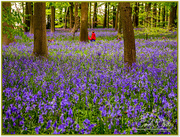 3rd May 2015 - Walking Through The Bluebells