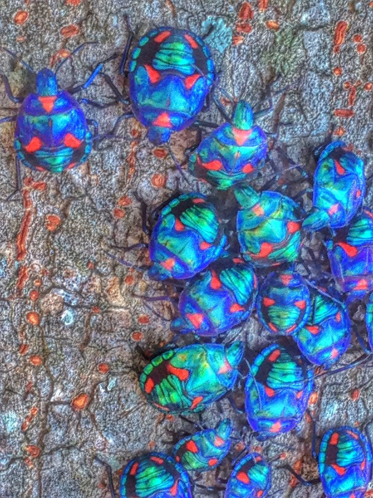 Jewel bugs by corymbia