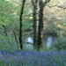 Our secret bluebell wood by steveandkerry