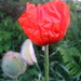 Emerging poppy by steveandkerry