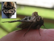26th Jul 2013 - The Spectacle moth