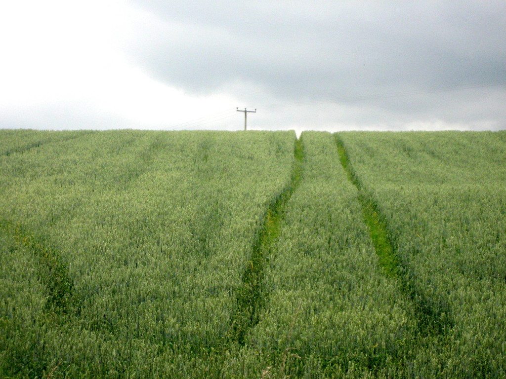 Crop lines by steveandkerry