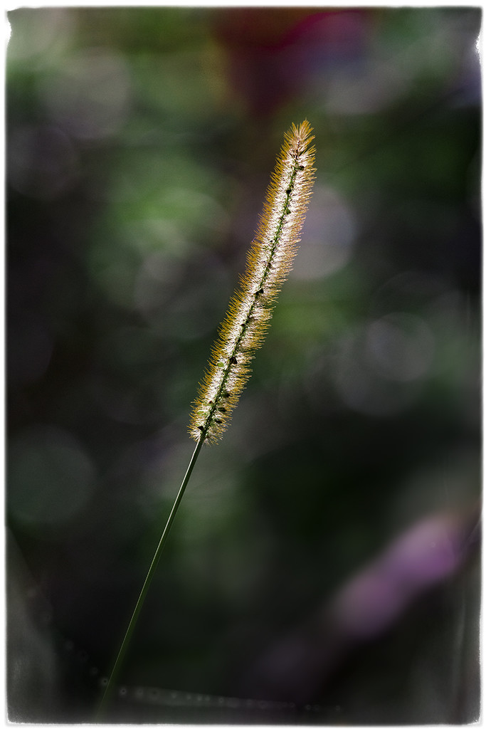 Just a Weed...catching a ray of light. by gardencat