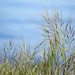 Feathery Grass by seattlite