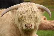 3rd May 2015 - highland bull