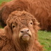 highland calf 3 by christophercox