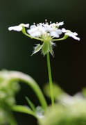 3rd May 2015 - A little bit of cow parsley