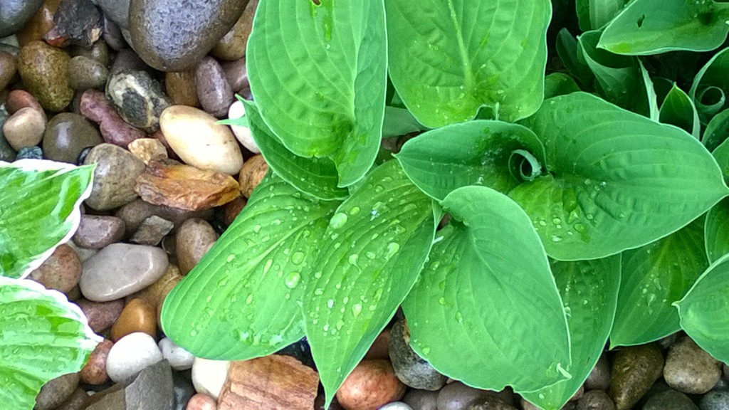 Hosta after rain by cataylor41