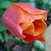 Flower tulip by cataylor41