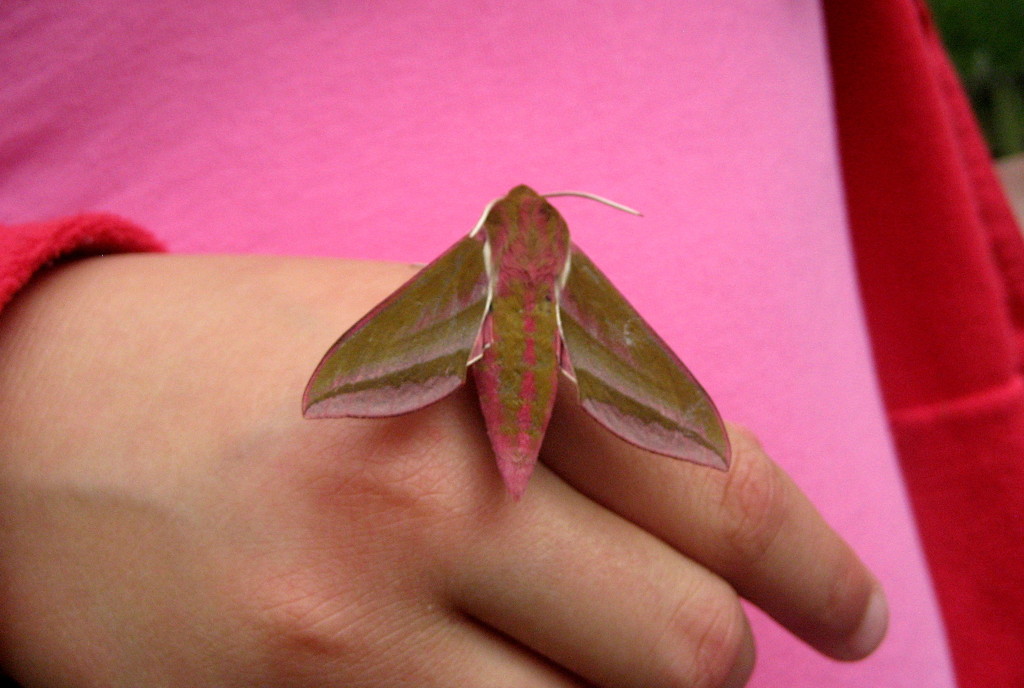 Pink moth on a pink girl by steveandkerry