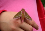 25th Sep 2013 - Pink moth on a pink girl