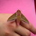Pink moth on a pink girl by steveandkerry