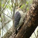 Mr. Woodpecker by kerosene