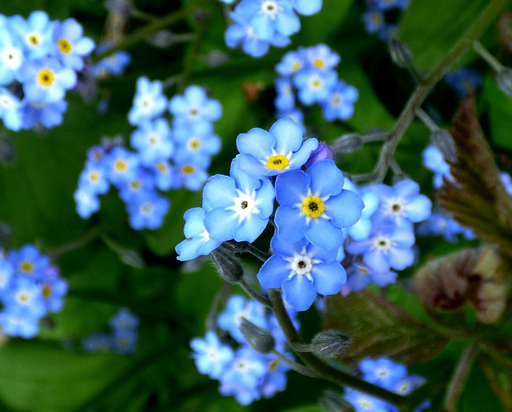 Forget-me-not by julienne1
