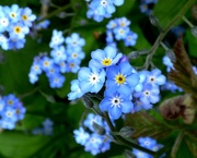 3rd May 2015 - Forget-me-not