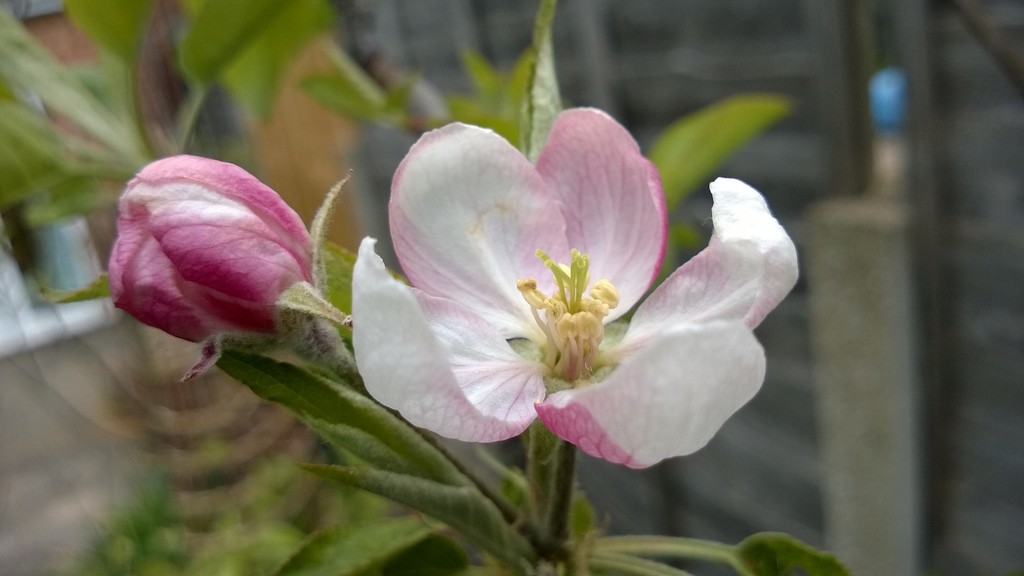 Apple Blossom  by cataylor41