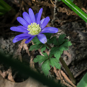 3rd May 2015 - Anemone 