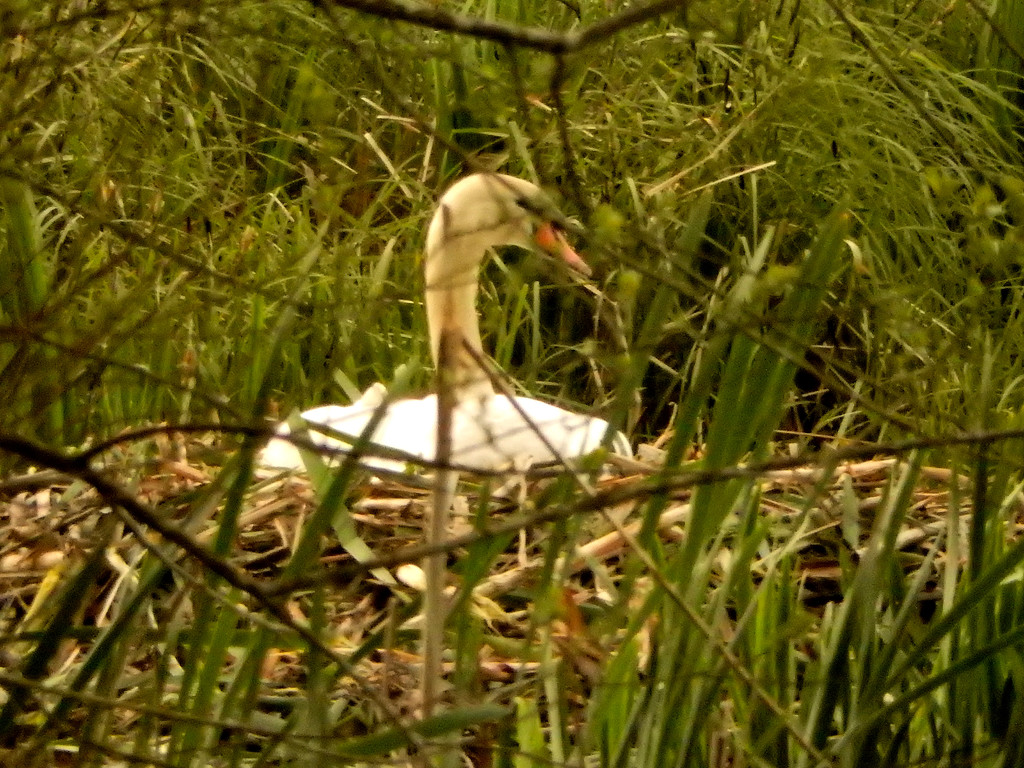 Swan sitting on its nest , hidden away in the reeds. by snowy