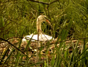 3rd May 2015 - Swan sitting on its nest , hidden away in the reeds.